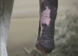 Mules are enjoying intensive bestiality sex so much