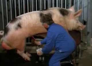 Pig's massive boner needs some stimulations