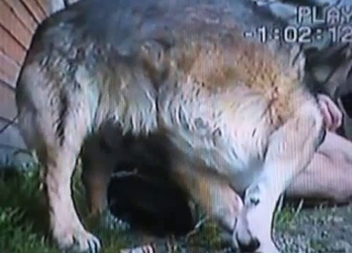 Whore gets banged from behind by a tiny doggo