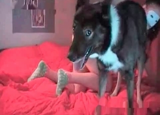 Barely legal whore wants to have sex with a lovely animal