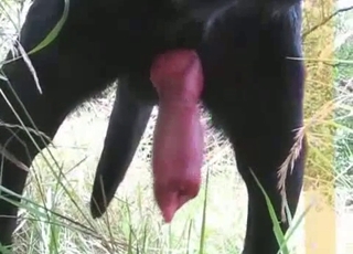 Amazingly horny black hound has a large cock