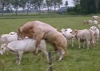 Passionate beasts having some amazing action outdoors