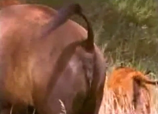 Close up video of a really horny and kinky animal