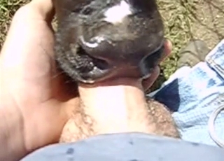 Cute animal is absolutely facefucked by a horny zoophile