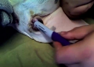 The anus of this puppy gets stimulated in this video