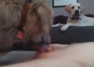 All sorts of oral activities for a horny beast
