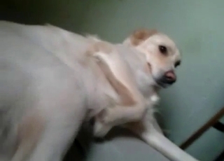 Horny zoophile has fun with the private parts of an animal