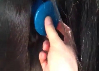 The asshole of this horse gets stimulated by a pervert