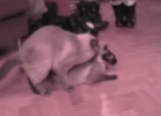 All zoophiliacs enjoy this amazing action of incredible cat sex