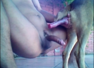 Zoophile lover anally pounds his own doggy