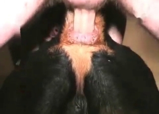 Sweet zoophile slut takes a huge animal boner
