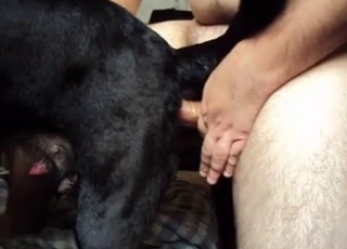 Doggy style sex for a human and a horny doggie