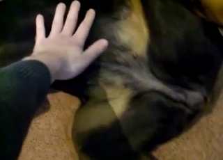 Black dog having nasty fun with a kinky zoophile