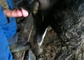 Scat enjoyment for a zoophile and a horny stallion