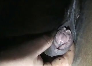 Žrebec in vroča bejba uživata v zoofiliji XXX