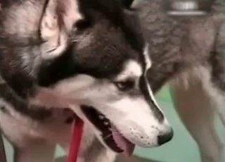 Northern doggy is providing a cunnilingus