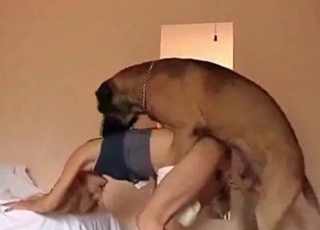 Hound's wiener is a gift for a zoofil