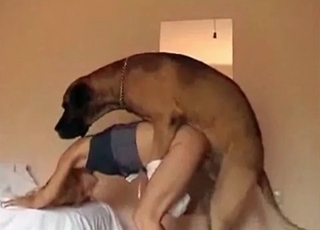 Hound's wiener is a gift for a zoofil