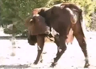The filthiest bestiality sex you can find