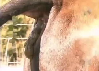 The filthiest bestiality sex you can find
