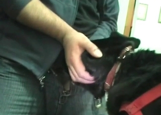 Animal is getting brutally fucked by a filthy dude