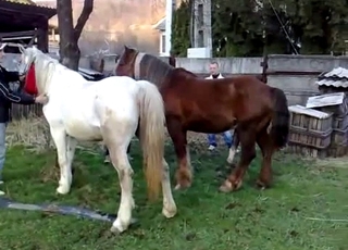 Sexy ponies have amazing bestiality sex action