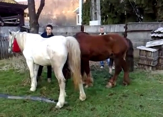 Sexy ponies have amazing bestiality sex action