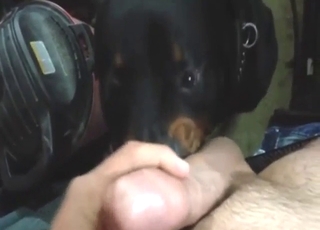 Rotty lapping zoodude's cock sloppily in POV
