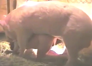 Pig ramming lady doggystyle, on all fours, raw