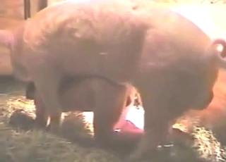 Pig ramming lady doggystyle, on all fours, raw