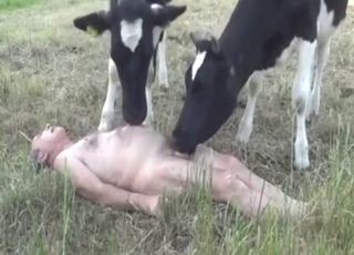 Horny man n' two calves in triple beast-fuck
