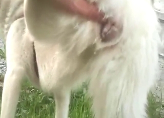 Husky bitch pissing proud after slow build-up