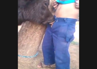 Lucky guy gets glazed by a sexy beast on a farm