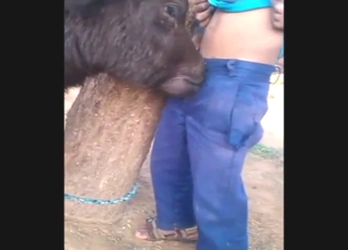 Lucky guy gets glazed by a sexy beast on a farm