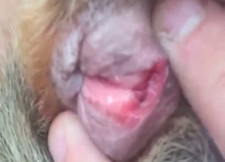 Dog pussy heating up looking fuckable AF