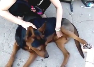 Bestiality sex from China: nice dog jerked off