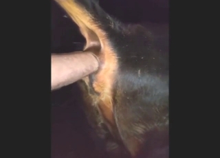 Fistfuck session with a shit-lubed cow asshole