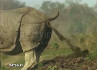 Rhino porn movie with real-deal scat action