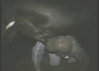 Manic dude wants to worship bull's boner