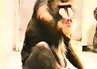 Sexy monkey is stimulating a hard boner
