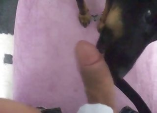 Black doggy is getting a gorgeous blowjob