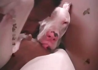 Zoophile is using the lovely pussy of a doggo for fun