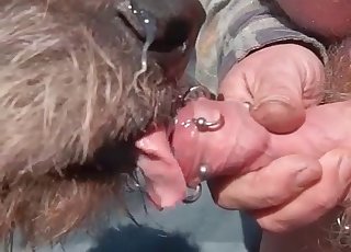 Kinky dog is licking the pierced cock of a perverted man