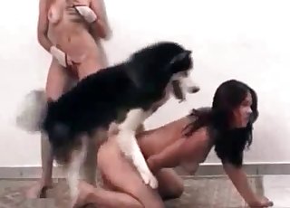 Horny sluts decide to have some kinky fun with a dog