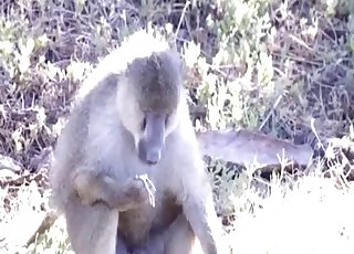Horny monkey wants to jerk off his big cock