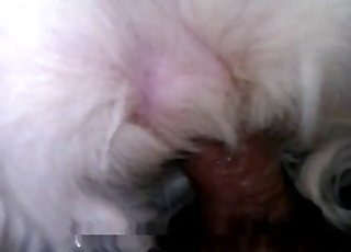 Doggy ass fucked hard in the doggy style pose