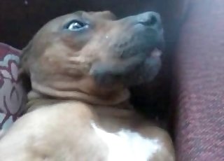 Zboczeniec ostro rucha psa