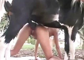 Long-legged chick and her trained doggies have sex