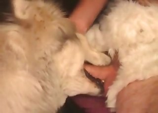 Sexy girl is sucking her doggy's big boner