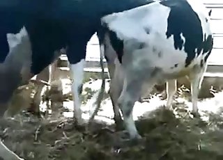 Bull is having an intense sex session with a cow